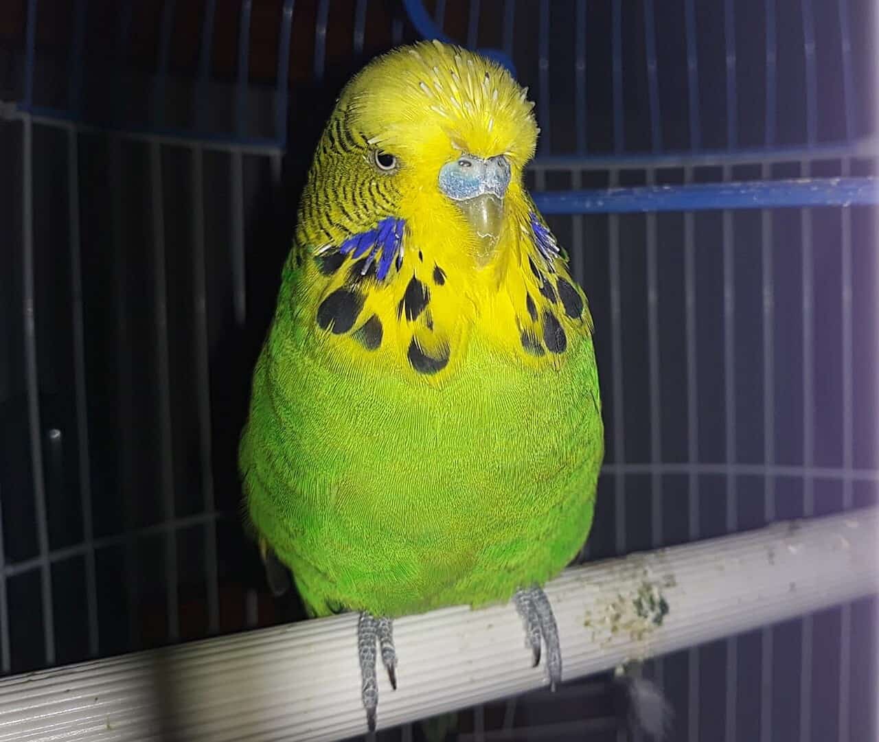 Does My English Budgie Have Testicular Cancer?