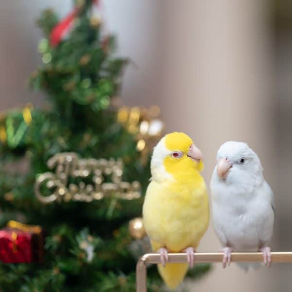 Budgie and parrotlet with Christmas tree in background