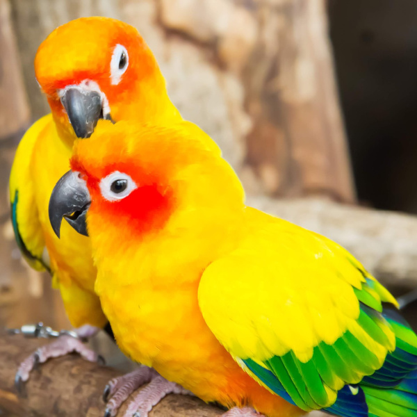 Classifications & Obfuscations Regarding Conure Parrots