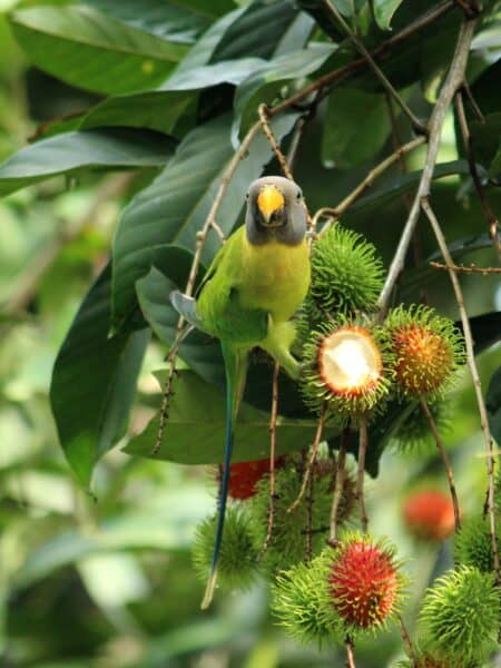 Bird Food Factory Sealed for Freshness