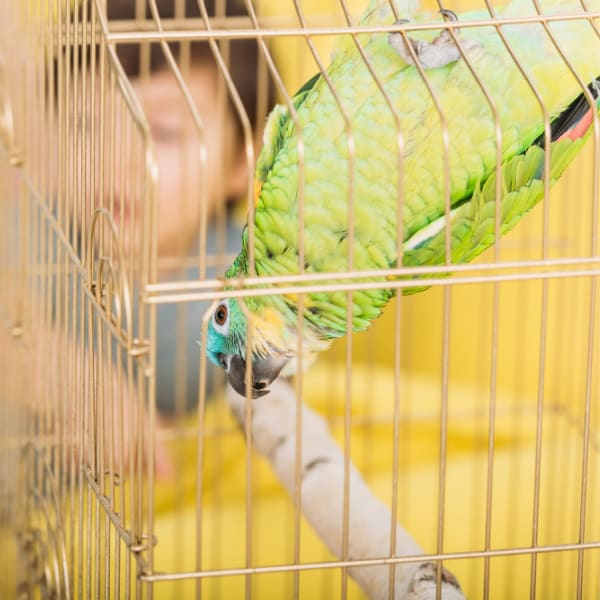 Why Do We Keep Parrots as Pets?