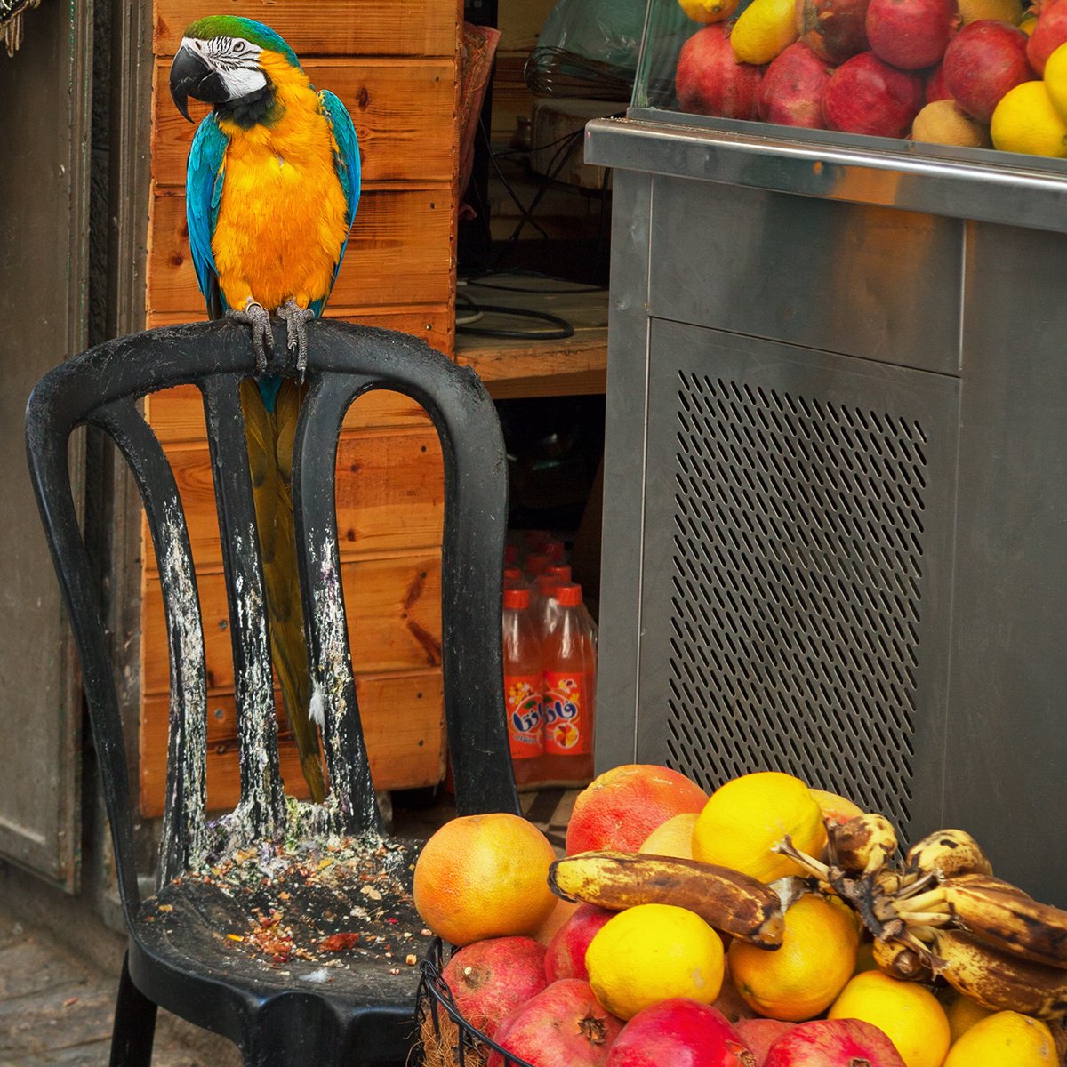 Are Lemons Good for Parrots?