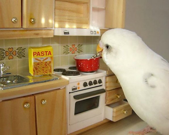 budgie cooking pasta on play stove