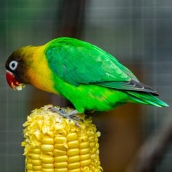 Parrot eating corn