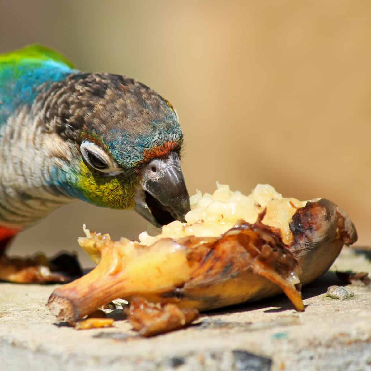 Is Supplementing a Bird’s Diet W/ Vitamins and Minerals Necessary?