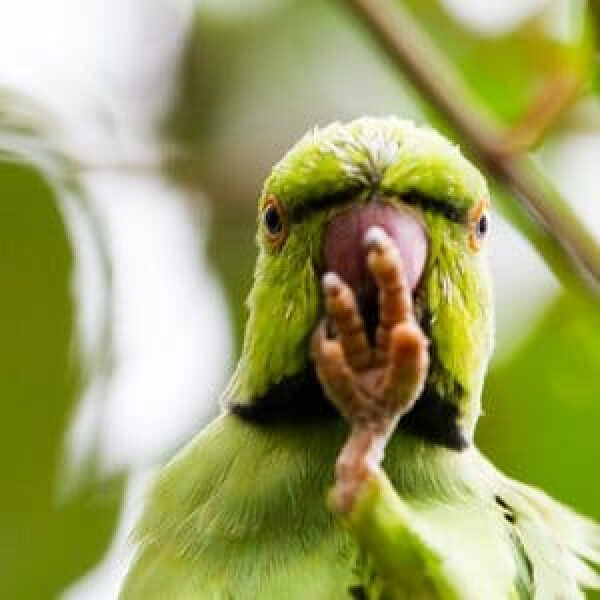 Why Do Parrots Enjoy Mimicking?