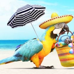 2400 parrot in the sun on tropical beach summer holiday