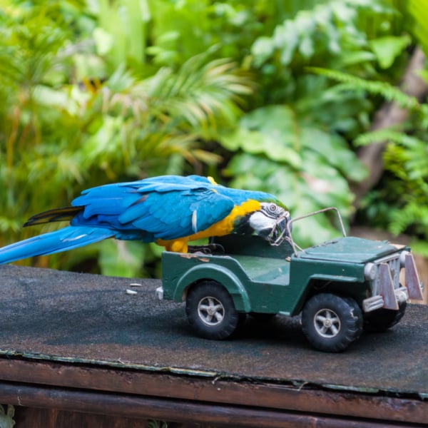 6 How To’s for Terrestrial Travel with Your Bird