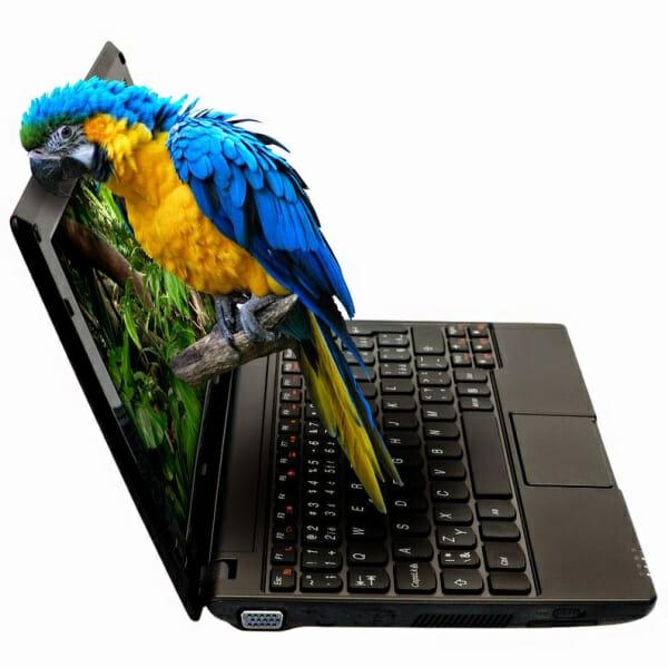 WindyCityParrot.com Privacy Policy