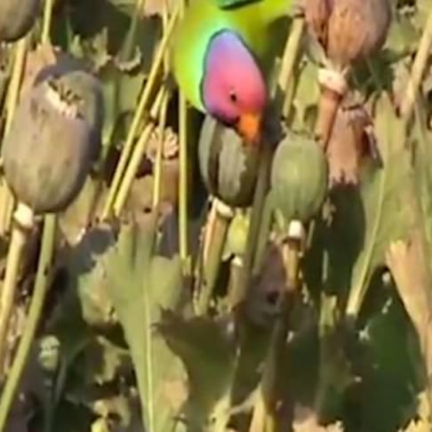 Parrot in poppy field