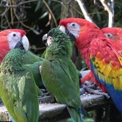 Scarlet and hahns macaws