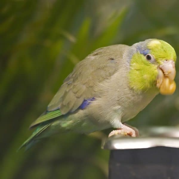 I Have a Parrotlet With a Cut on the Inside of Her Front Toe