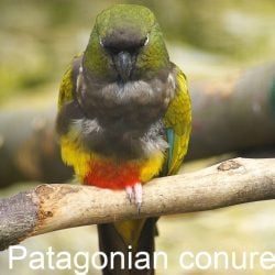 Conures are a diverse group of small to medium-sized parrots,