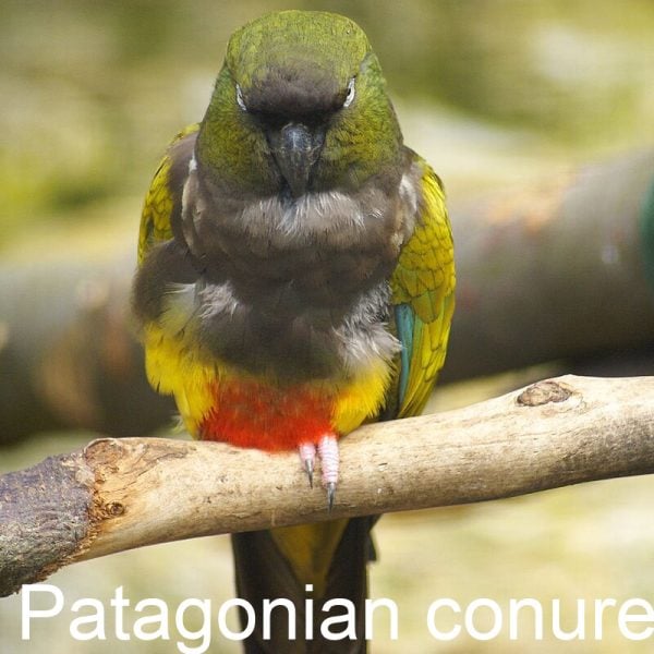 Conures are a diverse group of small to medium-sized parrots,