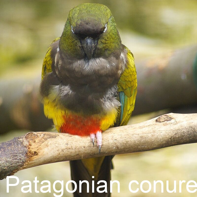 Conures Are a Group of 120 Species of Small to Medium Parrots