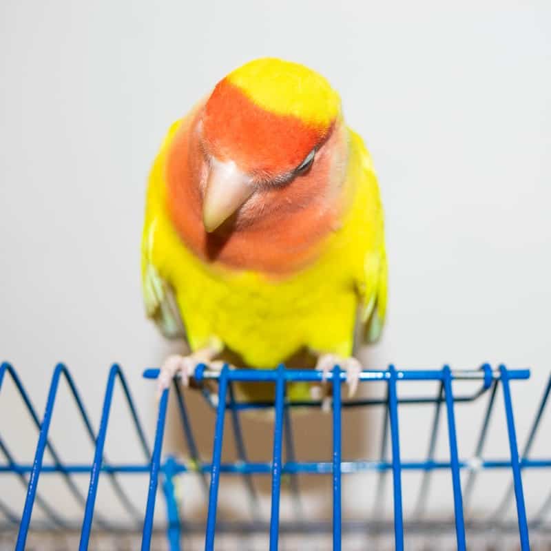 Arizona Exotic Bird Rescue