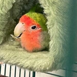 How Do I Fix My Peach-faced Lovebird’s Beak Issues?