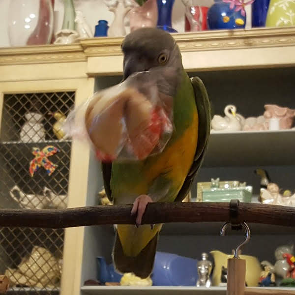 Can a Cockatiel Choke on a Fortune Cookie in a Plastic Wrapper?