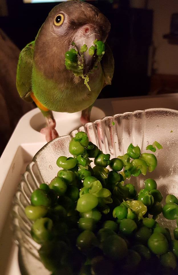 senegal parrot stand on bowl of cooed peas whose beak is covered with peas