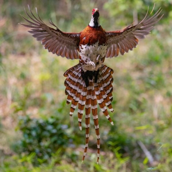 Pheasant mid flight