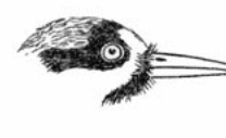Woodpeckers have strong beaks which taper to the tip, forming a chisel for pecking holes in trees for food or nests. Most feed on insects which live under the bark.