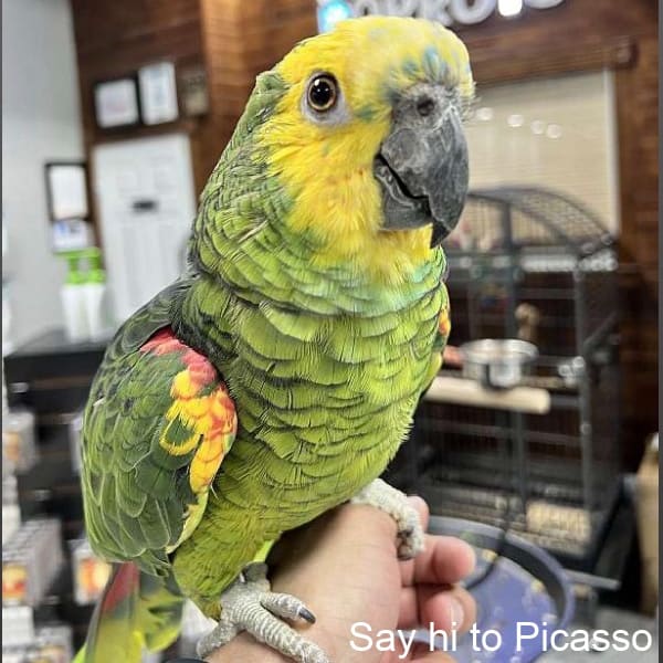 Closeup double yellow headed amazon parrot