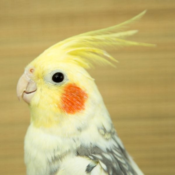 Pied cockatiel head shot