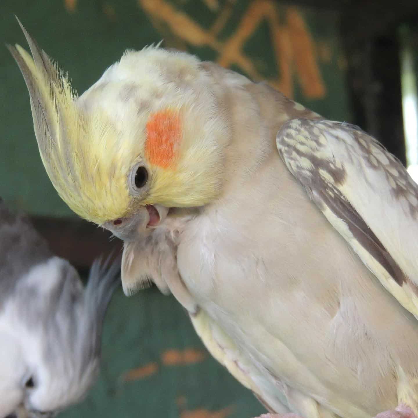 Why Is My Cockatiel Pulling Feathers From Under His Wings