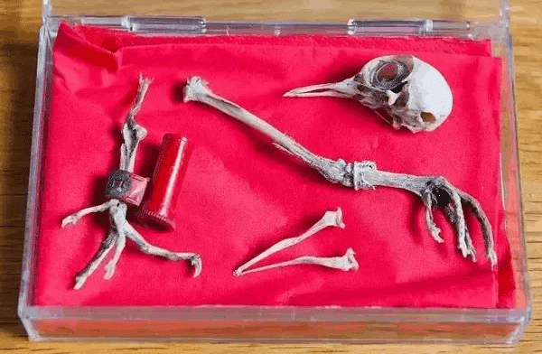 Homing pigeons bones, skull an paper carrier