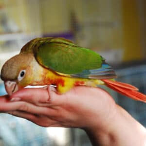 How Do I Handle My Molting Green Cheek Conure With Another Bird?