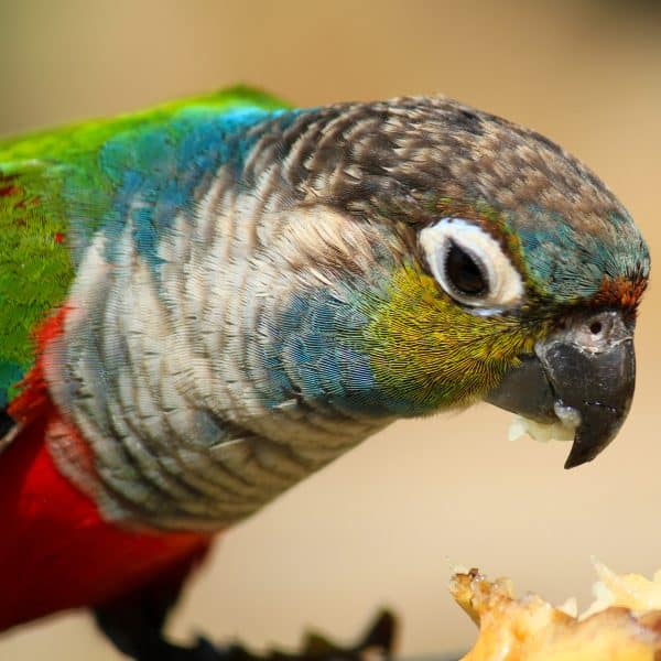 Green Cheek Pineapple Conure eating apple