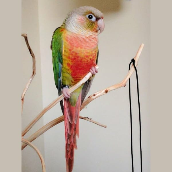 Why Do We Have a Difficult Time With Our Pineapple Conure?