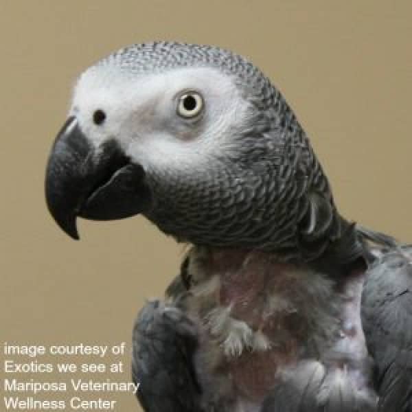 We’re Bringing Home an Abused African Grey – Can You Help?