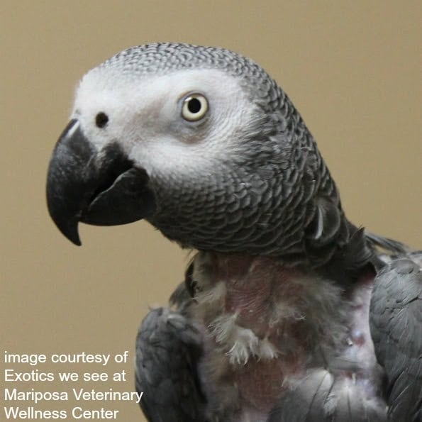 African Grey parrot with plpucked chest feathers