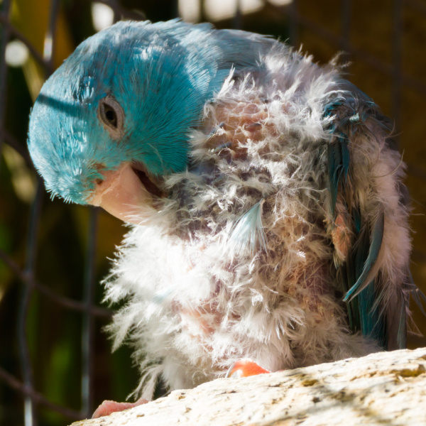 How Can I Stop My Parrot From Plucking Its Feathers?
