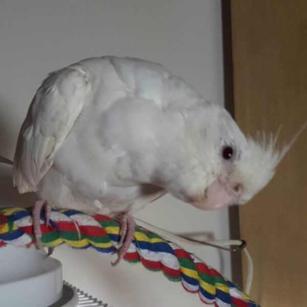 How to Wash Fabric Parrot Perches