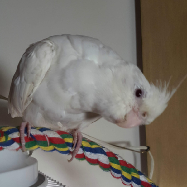 How to Wash Fabric Parrot Perches