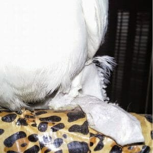 How Did Our Cockatiel’s Leg and Foot End Up in a Paper Cast?