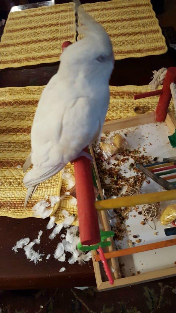 White cockatiel with molted feathers below