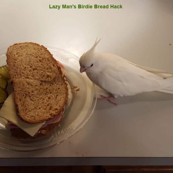 Popcorn Our Albino Cockatiel  – Videos