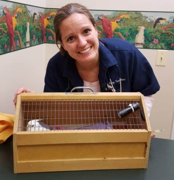 Popcorn the cockatiel and Dr Ellen