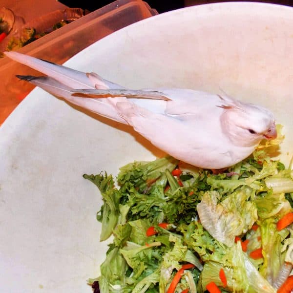 White cockatiel in large white bowl of salad chop