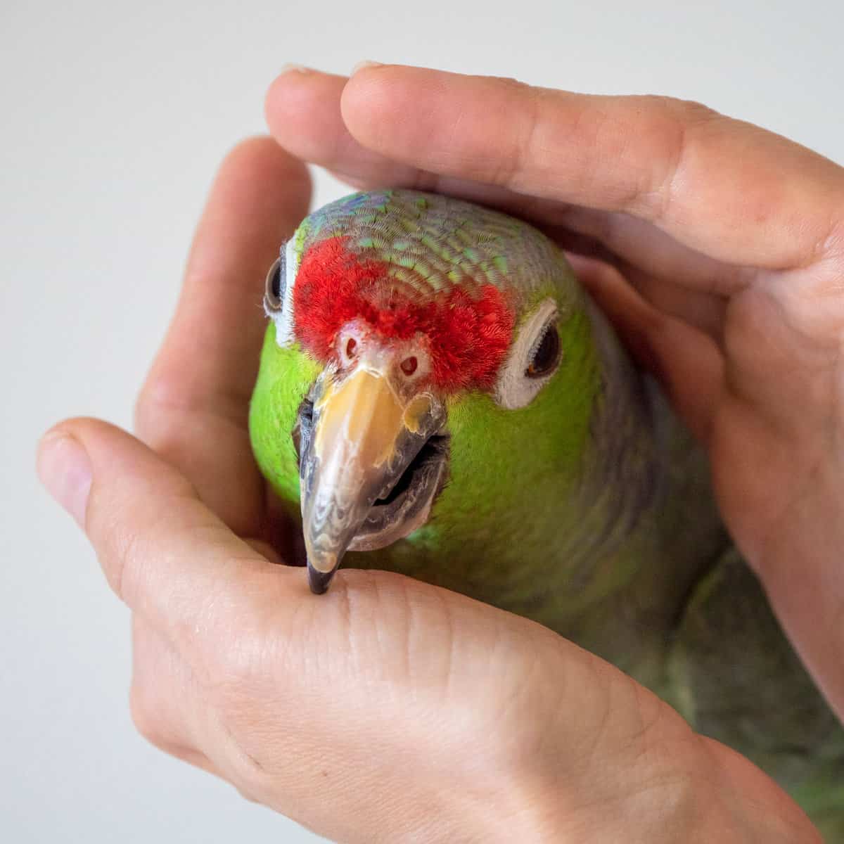 Can You Self Medicate Your Bird – What Would You Need?