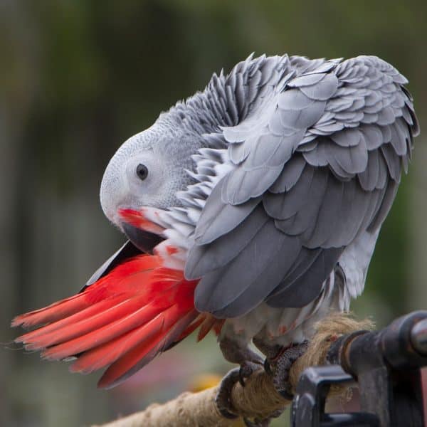 How Hard is Molting For an African Grey?