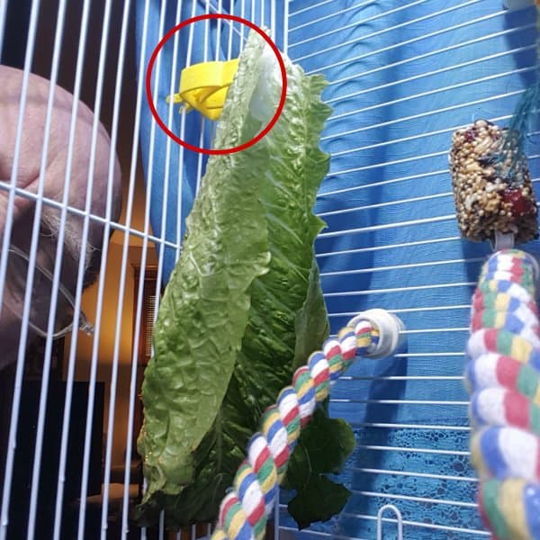 romain lettuce on millet clip in parakeets cage