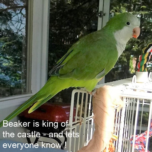 Green quaker parrot perching on top of white birdcage