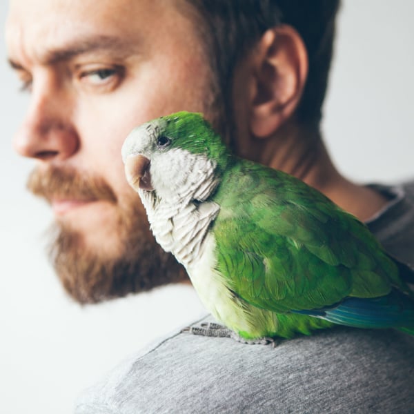 4 Essential Quaker Parrot Questions Answered