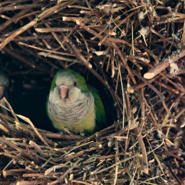 Why Pet Birds Don’t Need To Be Taught How To Fly