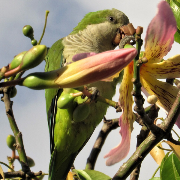 What Challenges Does Your Bird Face This Spring And Summer?