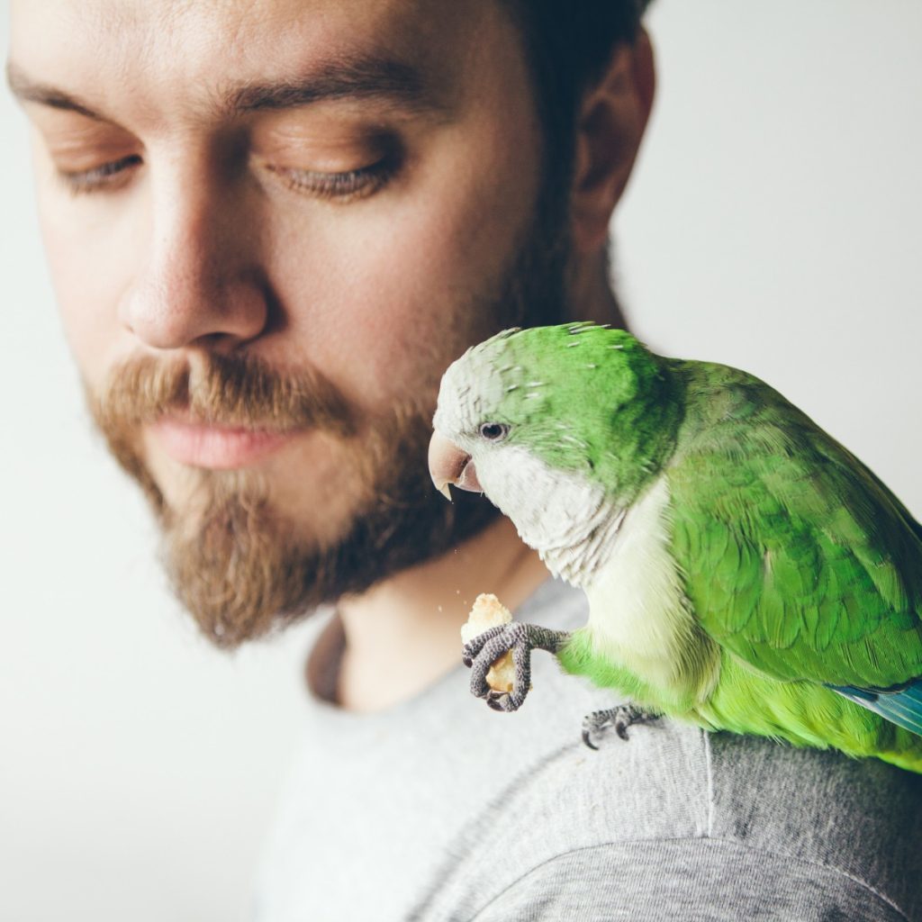 Will My Quaker Parrot Warm Up To My Cockatiel And Budgie Windy City